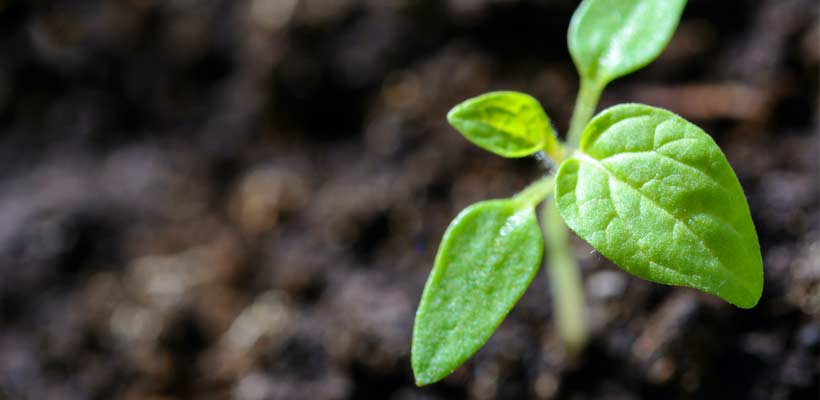 A green shoot emerging from soil